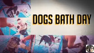 Dogs Bath Day || American bully || Daisy Dog