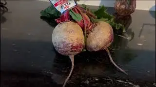 Beet root  plants growing from beet root  tops step by step clear guide