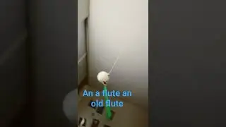 a green flew on my ceiling fan