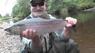 Dove Island Silvers