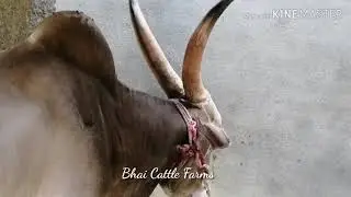 Majestic KHILLARI STUD Bull,,, cost 45,000