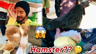 Itna Mehnga Murga 😱 Oye Hoye | Hum Or Parinday | #petsvlog