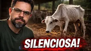 As 5 doenças que mais matam gado no Brasil (e como evitar prejuízo)
