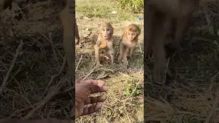 so cute baby monkey 🍪🐵😋🥰#monkey #babyanimal #monkeyvideo 01300