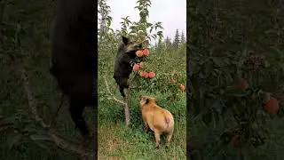 A female wild boar climbs a peach tree to pick peaches for the male wild boar
