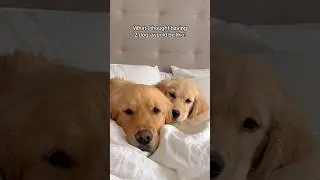 Having 2 dogs: expectations Vs reality 🐶 #dogshorts #dogs #puppies #puppy #goldenretriever #doglife