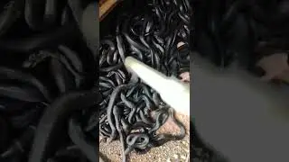 Why is Cobra Farmed? 😱 | Why Cobra Is Farmed? | Shocking Snake Fact 🐍