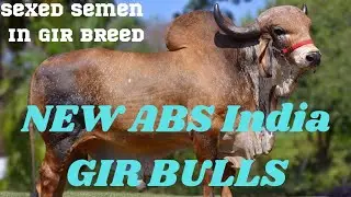 अब हर घर गिर गाय को सिर्फ बछड़ी जन्मेगी। Gir Bull sexed Semen ABS Gir Bulls