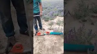 Harvesting Lavender with a Hand Tool.