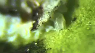 lemon leaf flat bugs