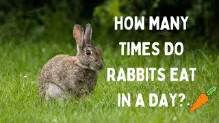 how many times do rabbits eat in a day
