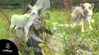 Assassin's Creed Shadows - All Current Pets Showcase - Pets at the Hideout
