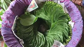 KOLKATA MEETHA PALI PAAN BEEDA📞9593156807 / 9647365286 | BETEL LEAVES WHOLESALE  | मीठा पाली पान
