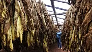 Tabaco: os dois lados da moeda