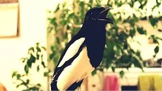 Talking magpie calls for his buddy Peach by name to come here!