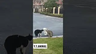 #animalsco #animals #dog #cat #animal