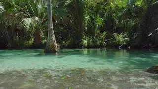 Relaxing Nature Sounds - Forest Birds and Water sound - relax meditation study spa sleep white noise