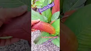 #shorts #shortvideo #saleplants #plantsforsale