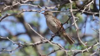 JU&Iacute; BLANCO (Elaenia martinica riisii, Caribbean Elaenia) vocalizando / SUBESPECIE PR
