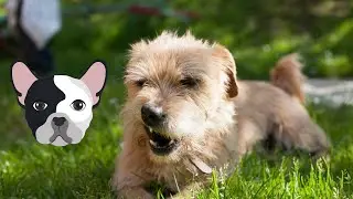 Angry Dogs Compilation 🤣 Funny Angry Pets Videos of Tiktok 2021😲🐶