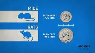 NPMA  -  How Rodents Get Inside