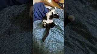 Kitty love your bed #shorts #cat