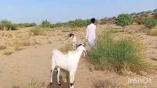 Power Jump Gone Wrong 😨🐐#CrazyGoatMove #GoatPower #AnimalShock #VillageLife😜
