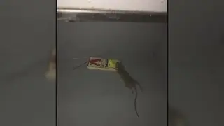 Albuquerque renter claims landlord slow to fix mouse problem