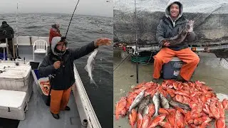 Отличная рыбалка! Морской окунь, пикша и мениска.