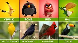 Angry Birds in Real Life 🐦🔥