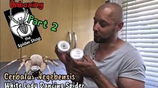 The Spidershop unboxing ( Part 2 ) #truespider #huntsmanspider #fyp