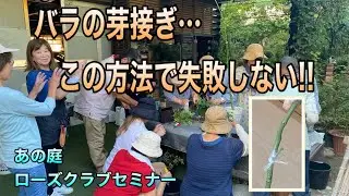 バラの芽接ぎ...この方法で失敗しない‼️