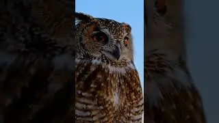 Wisdom sits quietly and listens 🦉🌙 #OwlWisdom #NightVibes #WildSoul #NatureMagic #Animal