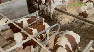 30 Montbeliarde In Calf Heifers - France