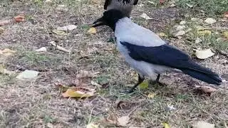 Молодые вороны следят за Боссом / Young crows spy on mighty Boss
