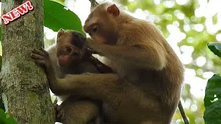 Comfort without milk!Young mom Rose warm hug baby Rex so sweet by no allow milk even Rex deep hungry