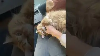 #trending #trading #youtubeshorts #youtube #youtubevideos #cat #cats