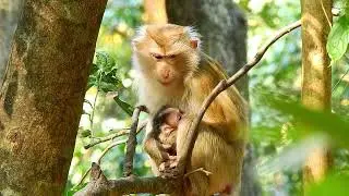 Lila Just Gave Birth to Her; She Always Stays on Three...monkey cute LL ep120