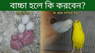 বাজরিগার পাখির বাচ্চা হলে করণীয় | Budgerigar Bird Breeding |  Budgerigar Pakhir Palon | Grow Life