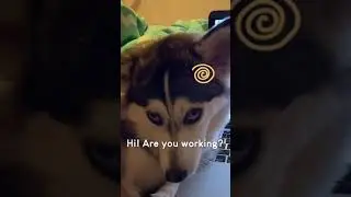 Husky Hilariously Bothers Pet Parent While They Work From Home