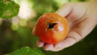 Common Veggie Problems and How to Solve Them Right away