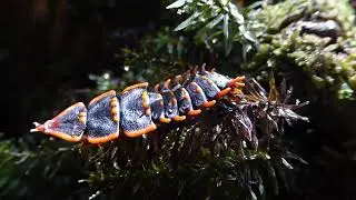 Trilobite Beetle, Platerodrilus svetae, Mt Kinabalu, Sabah, Borneo, Malaysia, 20 May 2025