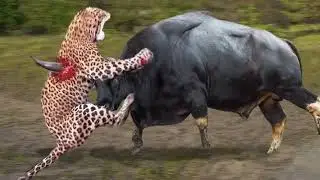 Buffalo Vs Leopard, Lion Receives Fierce Attacks From The Buffaloes