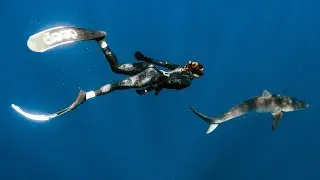 Swimming with SHARKS off the Coast of Florida 🦈