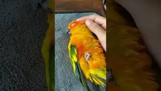 Sun Conure Parrot taking a nap while I was working | JC042