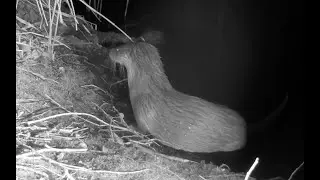 Chittering otter