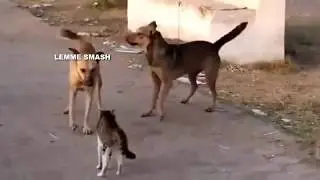 LEMME SMASH-DOGGO