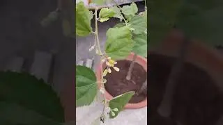 Flowering on Falsa  plant 🌺 ☘️, update
