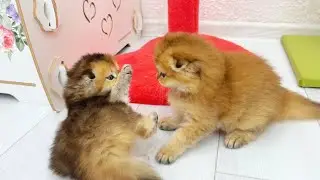 Kitten Rivalry Explodes: Only Mom Can Stop the Fight!