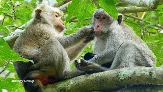 Pigtail monkey Teresa come to visit new baby Janna, Teresa give nice groomed lovely mom Jane